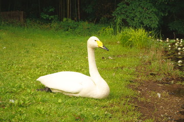 オオハクチョウ
