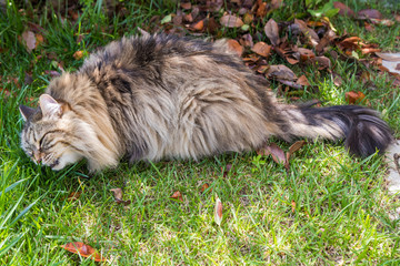 Naklejka na ściany i meble Long haired cat in a garden. Purebred kitten of livestock in relax outdoor. Siberian hypoallergenic breed