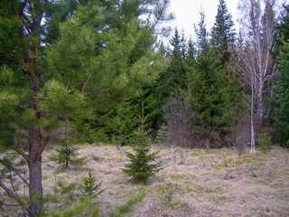 Forest landscape. Pine, spruce, birch.  Dry and green grass.