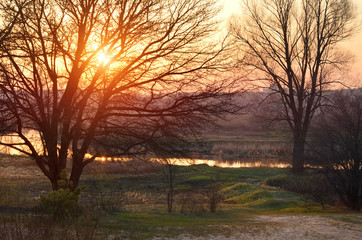 Fototapeta na wymiar Tree against the setting sun by the Irpen river, Ukraine.