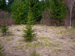 Forest landscape. Little lonely tree. Dry grass. In the distance is the forest.