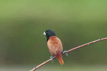 Chestnut Munia; Lonchura atricapilla
