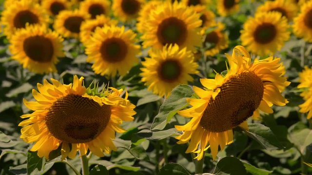 Close up of sunflowers in the wind, static shot