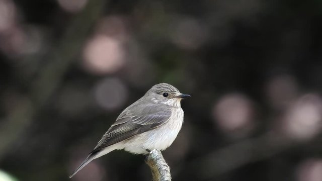 Grauschn&auml;pper (Muscicapa striata)