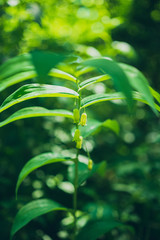 Obraz premium White Solomon's Seal flower in the Spring. Polygonatum biflorum.