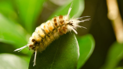 caterpillar on a leaf