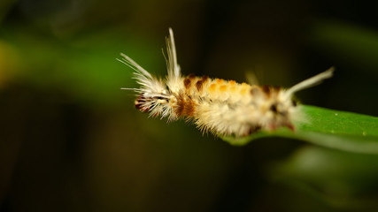 caterpillar on a leaf