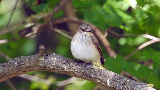 Grauschn&auml;pper (Muscicapa striata)