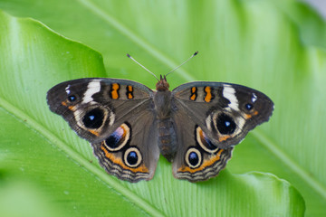 Butterfly 2019-16 / Common Buckeye Butterfly  (Junonia coenia)