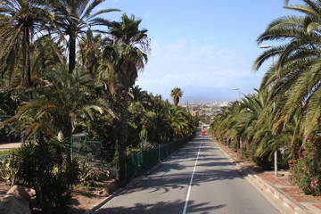 Fototapeta na wymiar Summer view of the road to the city with palm trees and a red bus in the distance