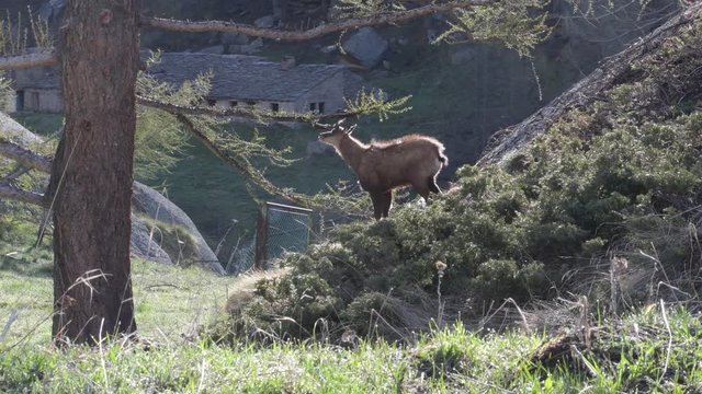Il giovane camoscio si pulisce le corna strofinandole sul ramo del pino