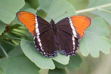 Butterfly 2019-18 / Rusty-tipped Page - Siproeta epaphus