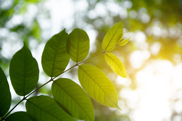 Fototapeta na wymiar Green Leaf Nature Background with Sunlight
