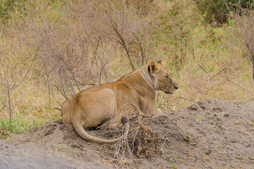 A female lion rests on a mound of dirt awaiting prey