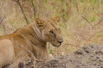 A female lioness gives the evil eye