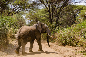 Fototapeta na wymiar A big bull elephant with giant tusks crosses a dirt road