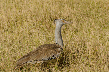 Kori Bustard