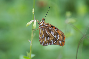 Butterfly 2019-20 / Fritillary butterfly on plant