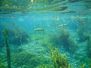  Underwater view with fishes and water plants at Sucuri river in Bonito, Mato Grosso do Sul, Brazil                               