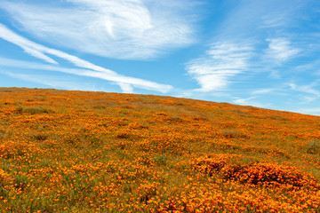 poppy field