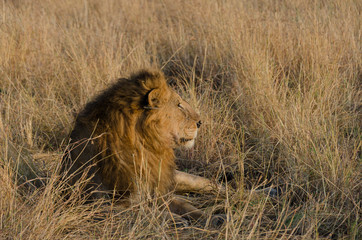 Fototapeta na wymiar A large male lion with a full mane rests in the grasslands