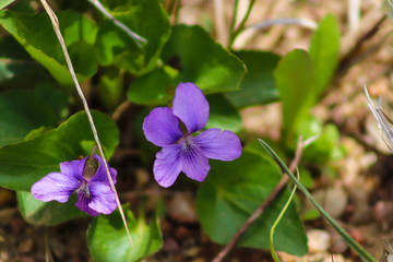 bright purple wild flower 
