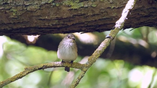 Grauschn&auml;pper (Muscicapa striata)