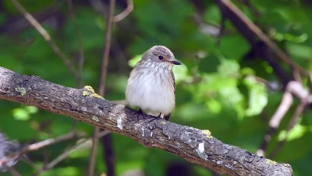 Grauschn&auml;pper (Muscicapa striata)