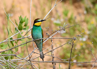 European Bee-Eater Portrait in Spring
