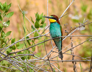 European Bee-Eater Portrait in Spring