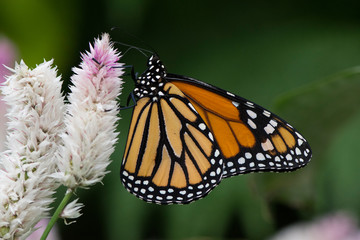 Butterfly 2019-22 / Monarch butterfly  (Danaus plexippus)