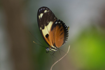 Obraz na płótnie Canvas Butterfly 2019-23 / Tiger Longwing - Heliconius Hecale