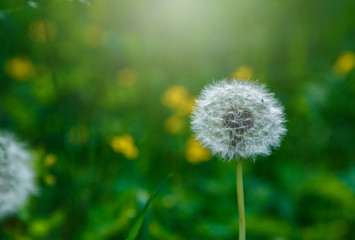 White fluffy dandelions, natural green blurred spring background, selective focus. Nature, summer background