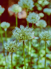 Flowers at Brooklyn botanic garden