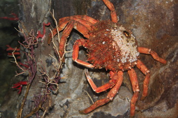Sea crab at the bottom next to the corral