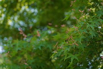 Japanese Maple seeds in the early summer 