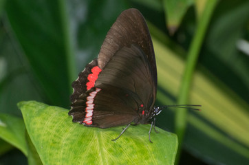 Butterfly 2019-24 / Crimson-banded black - Biblis hyperia