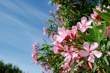 oliander in blosom, beautiful pink flowers and blue sky