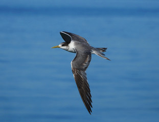 Crested Tern in Flight.