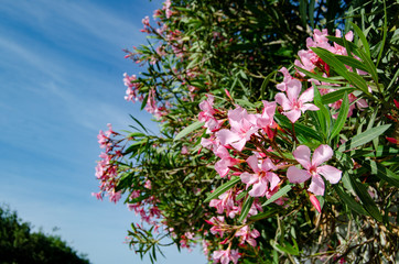 oliander in blosom, beautiful pink flowers and blue sky