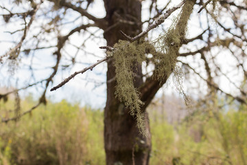 Moss in the tree