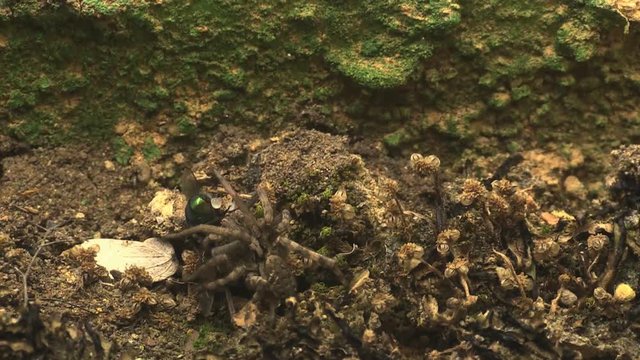 Wolfspiders hunt flies 1125 2