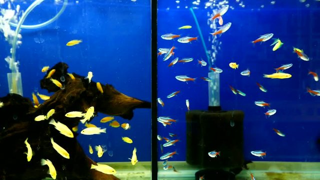 fishes floating in the aquarium, aquarium and ornamental fish,