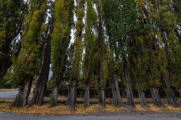 Colorful cottonwood trees in a row during autumn season