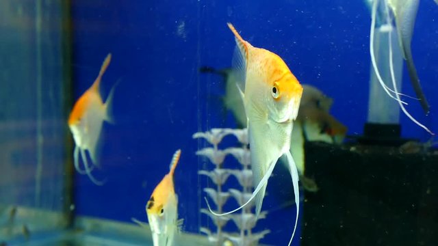 fine ornamental fish floating in aquarium, interesting ornamental fish in aquarium,