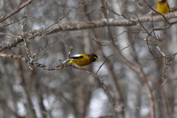 Evening Grosbeak - male