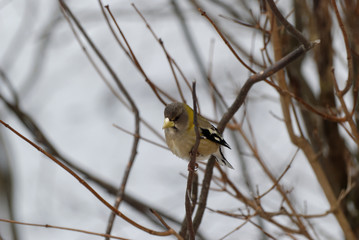 Evening Grosbeak - male