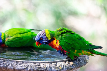 rainbow lorikeet in a bird bath 