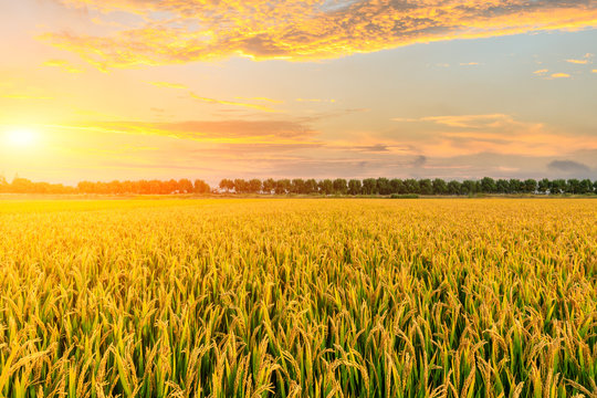 Ripe rice field and sky background at sunset time with sun rays © ABCDstock