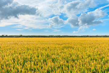 Ripe rice field and sky landscape on the farm